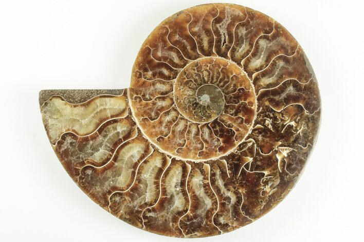 Cut & Polished Ammonite Fossil (Half) - Madagascar #200033